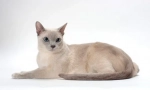 Tonkin cat (fotografie): unikátní stvoření s aquamarine eyes